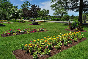 flowers in a garden at Buttonwood Park