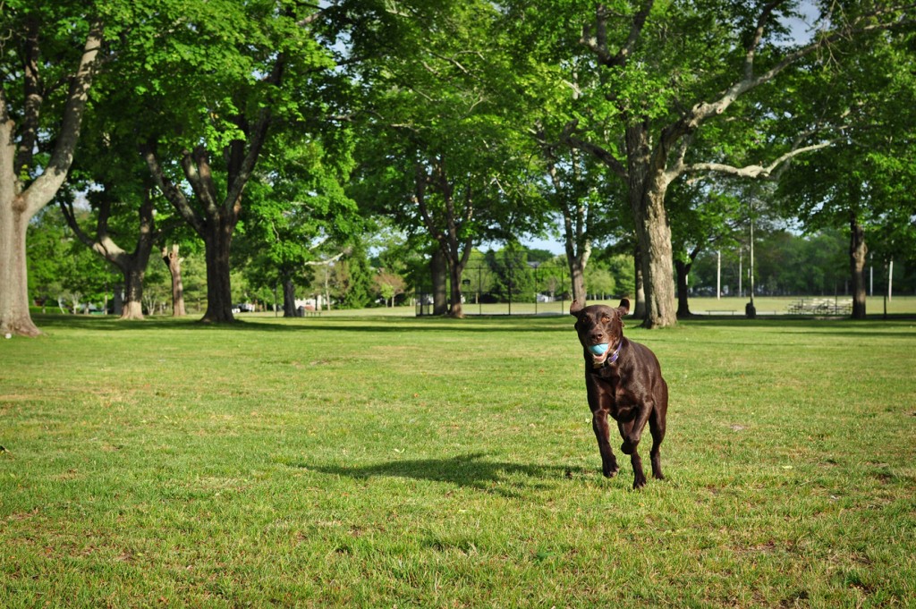 dog playing fetch with ball at Buttonwood Park