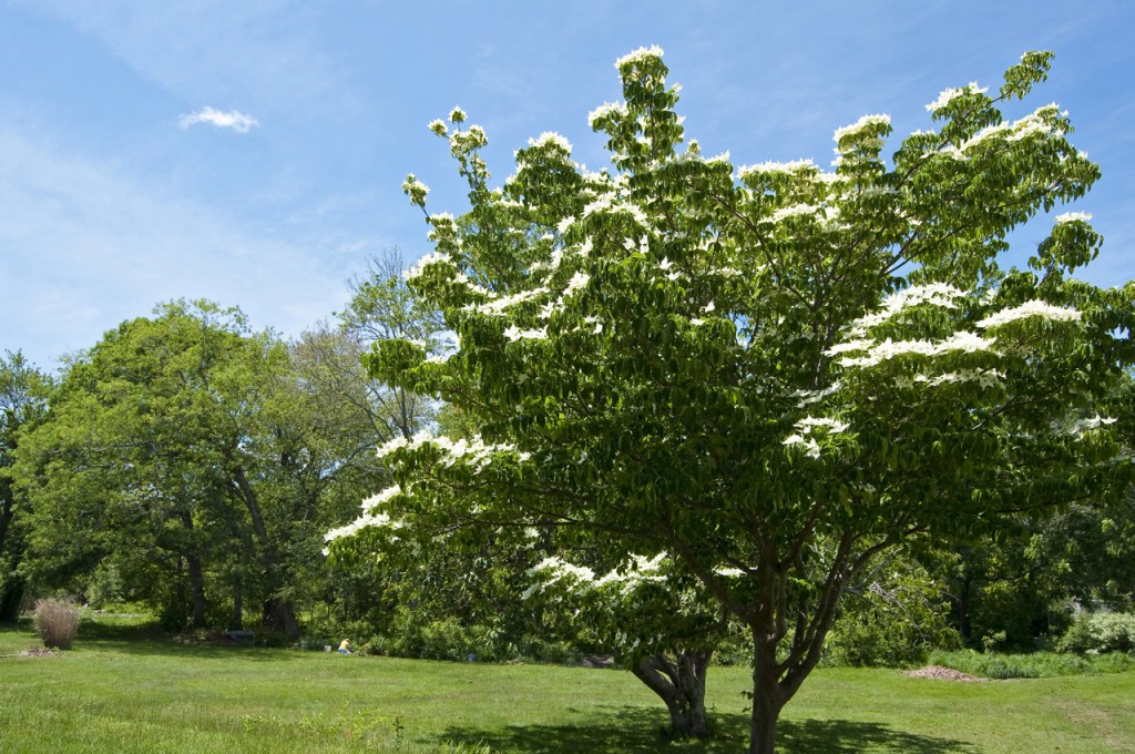 flowering dogwood tree at Buttonwood Park